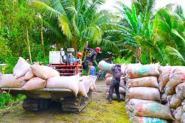 Vụ đông xuân, lúa trúng mùa nhưng nông dân không vui vì giá giảm mạnh